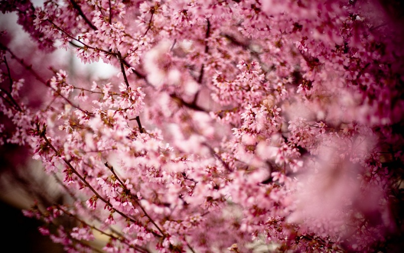 Cherry Blossoms.